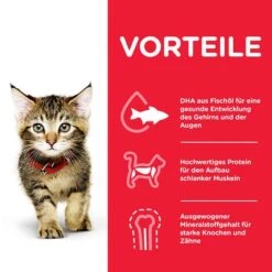 Hill's Science Plan Hill's Kitten Para Gatos -Productos Para Gatos 102009 hill s science plan kitten seefisch hs 04 3