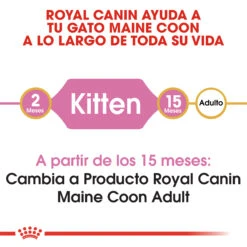ROYAL CANIN KittenMaine Coon Pienso Para Gatito De Raza -Productos Para Gatos 3466 rc fbn kittenmainecoon cv1 002 spain spanish 2
