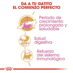 ROYAL CANIN KittenMaine Coon Pienso Para Gatito De Raza -Productos Para Gatos 3466 rc fbn kittenmainecoon cv2 cat 002 spain spanish 3