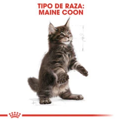 ROYAL CANIN KittenMaine Coon Pienso Para Gatito De Raza -Productos Para Gatos 3466 rc fbn kittenmainecoon cv5 002 spain spanish 5