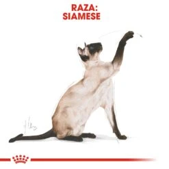 ROYAL CANIN Siamese Pienso Para Gato Adulto Siamés -Productos Para Gatos 4987 rc fbn siamese cv 7