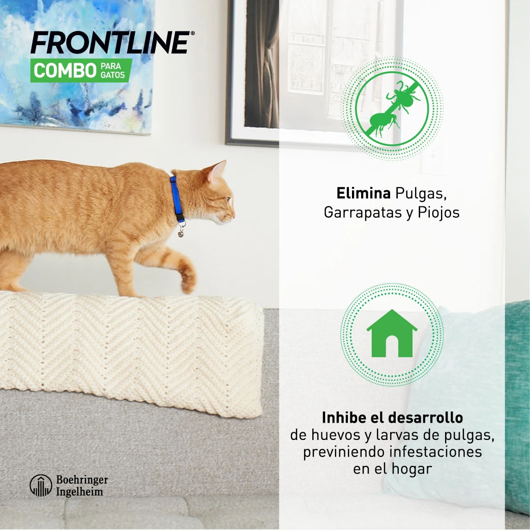 Frontline Pipetas Combo Spot-On Para Gatos 6 Frontline Pipetas Combo Spot-On Para Gatos - Imagen 6