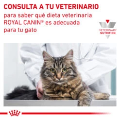ROYAL CANIN VD Feline Renal 17 ROYAL CANIN VD Feline Renal -Productos Para Gatos INFO 62fce62fcf51b