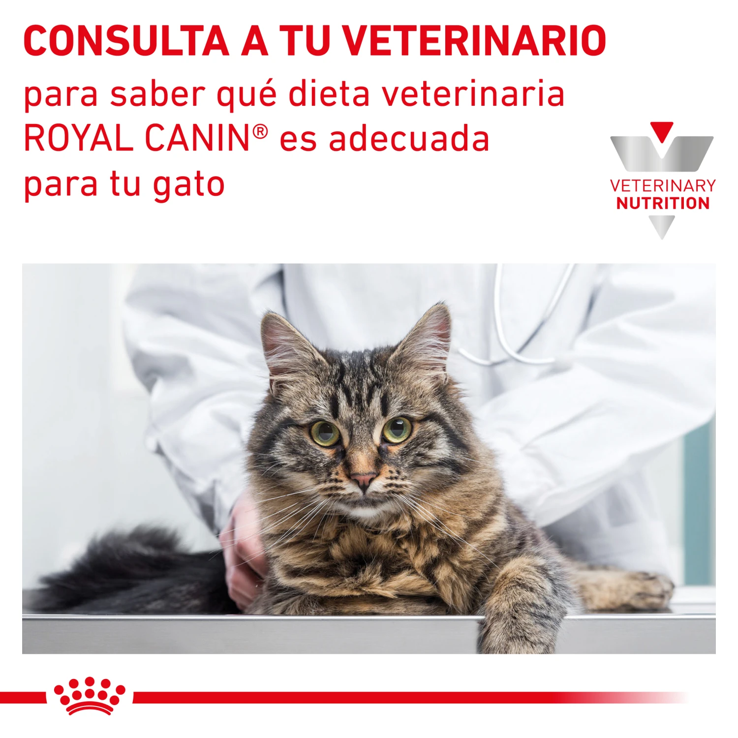 ROYAL CANIN VD Feline Renal 8 ROYAL CANIN VD Feline Renal - Imagen 8