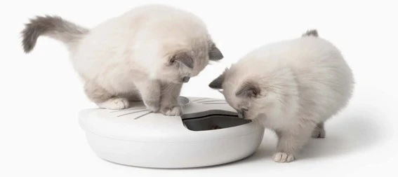 Catit Comedero Inteligente Pixi 6 Raciones 11 Catit Comedero Inteligente Pixi 6 Raciones - Imagen 11