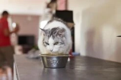 Virbac Veterinary HPM U1 Urology Struvite Dissolution -Productos Para Gatos MG 8222 64256cccb0e7b