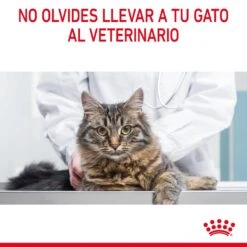ROYAL CANIN Oral Care Pienso De Gato Adulto Con Sensibilidad Oral -Productos Para Gatos RC FCN DentalCare CV 9 es ES 649d6bfb84a1a