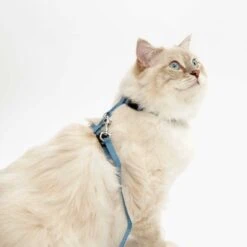 Productos Para Gatos -Productos Para Gatos V55361 Harness and Leash 570x570 at 2x 6286296cda51e