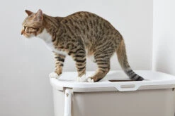 Savic Casita Gato Hop In -Productos Para Gatos casita gato hop in 6 6