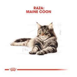 Royal Canin Adult Maine Coon Pienso Para Gatos 10 Royal Canin Adult Maine Coon Pienso Para Gatos -Productos Para Gatos comida gatos royal canin adult maine coon ROY309338 M 4