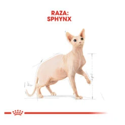 Royal Canin Adult Sphynx Pienso Para Gatos -Productos Para Gatos comida gatos royal canin adult sphynx ROY307028 M 4