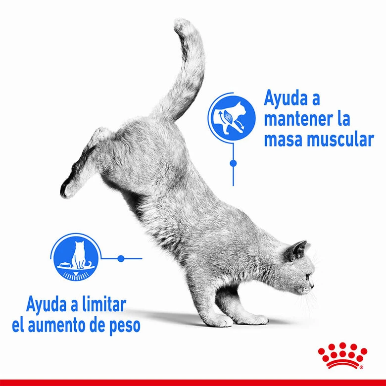 Royal Canin Adult Light Weight Care Pienso Para Gatos 5 Royal Canin Adult Light Weight Care Pienso Para Gatos - Imagen 5