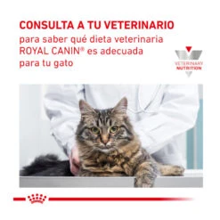 Royal Canin Veterinary Gastrointestinal Fibre Response Pienso Para Gatos -Productos Para Gatos gatos rc veterinary diet response ROY492028 8