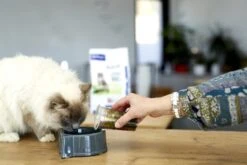 Virbac Veterinary Adult Neutered -Productos Para Gatos neuteredadultcat 62305a44861d7