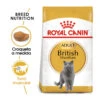 Royal Canin Adult British Shorthair Pienso Para Gatos