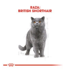 Royal Canin Adult British Shorthair Pienso Para Gatos 9 Royal Canin Adult British Shorthair Pienso Para Gatos -Productos Para Gatos pienso gatos royal20canin british20shorthair ROY309560 M 4