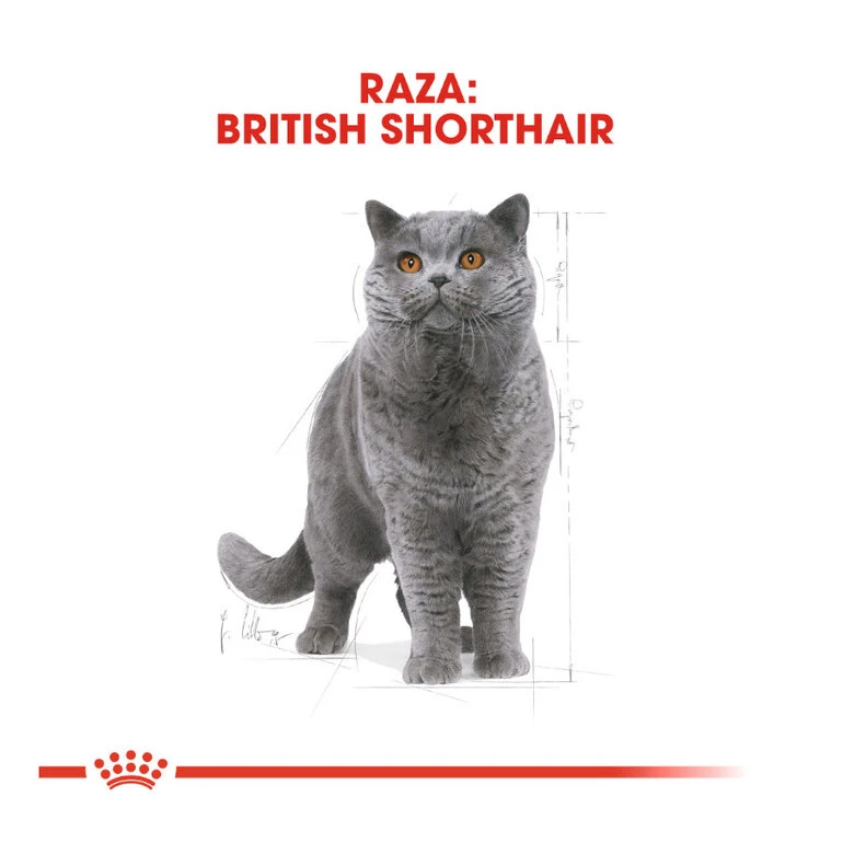 Royal Canin Adult British Shorthair Pienso Para Gatos 3 Royal Canin Adult British Shorthair Pienso Para Gatos - Imagen 3