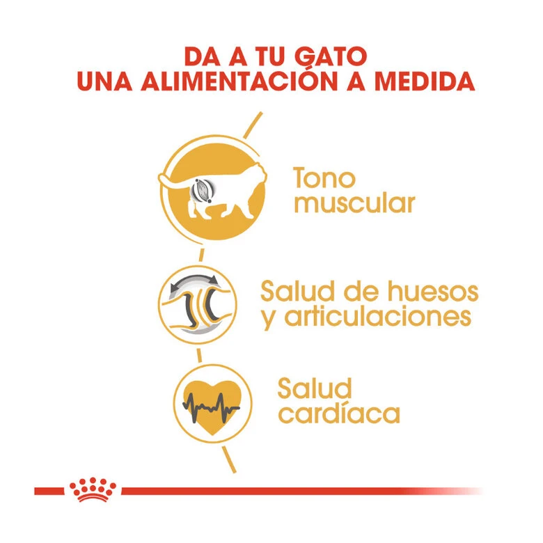 Royal Canin Adult British Shorthair Pienso Para Gatos 5 Royal Canin Adult British Shorthair Pienso Para Gatos - Imagen 5