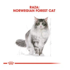 Royal Canin Adult Norwegian Forest Pienso Para Gatos -Productos Para Gatos pienso gatos royal20canin norwegian20forest20cat ROY309760 M 4