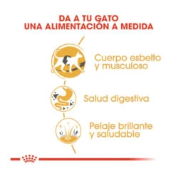 Royal Canin Adult Siamese Pienso Para Gatos -Productos Para Gatos pienso gatos royal20canin siamese adult ROY309161 M 6