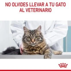 Royal Canin Appetite Control Care En Gelatina 19 Royal Canin Appetite Control Care En Gelatina -Productos Para Gatos rc fcn appetitecontrolpouchjelly 13 es es 1
