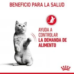 Royal Canin Appetite Control Care En Gelatina 12 Royal Canin Appetite Control Care En Gelatina -Productos Para Gatos rc fcn appetitecontrolpouchjelly 6 es es 5