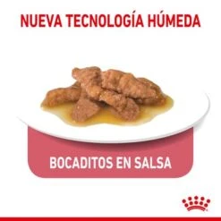 Royal Canin Indoor Sterilised En Salsa -Productos Para Gatos rc spt wet indstergravy cv 3 es es 0