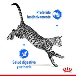 Royal Canin Indoor Sterilised En Gelatina -Productos Para Gatos rc spt wet indsterjelly cv 1 es es 2