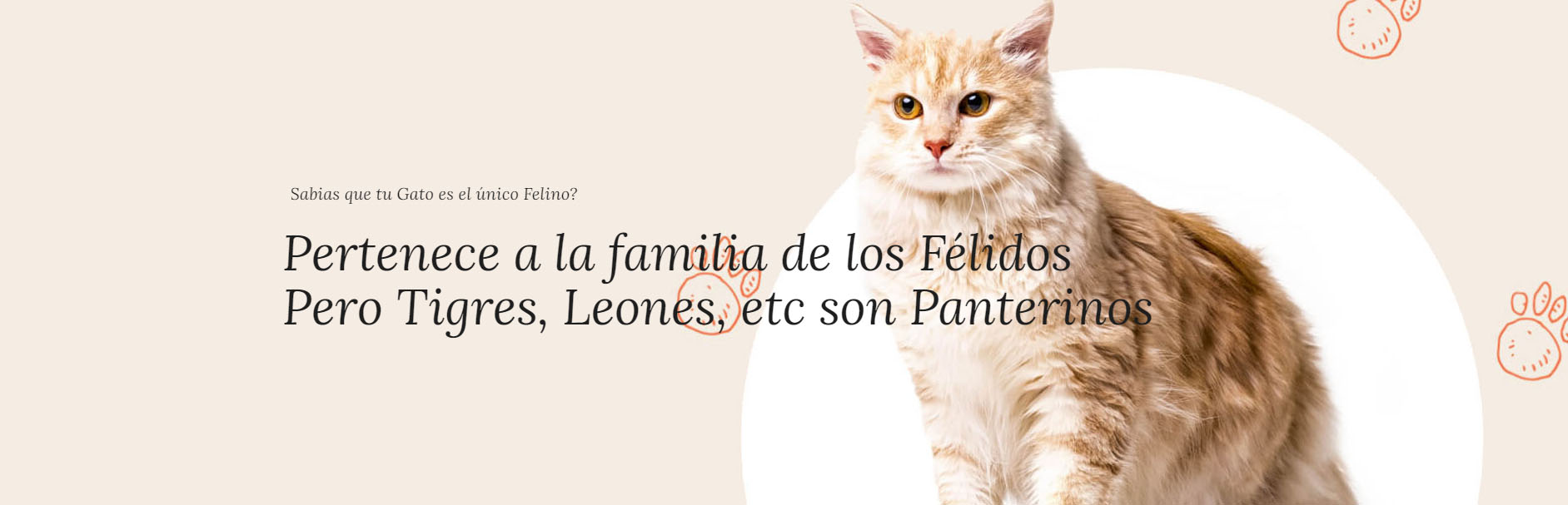 Productos Para Gatos -Productos Para Gatos dsf